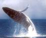 Kauai whale watching tours